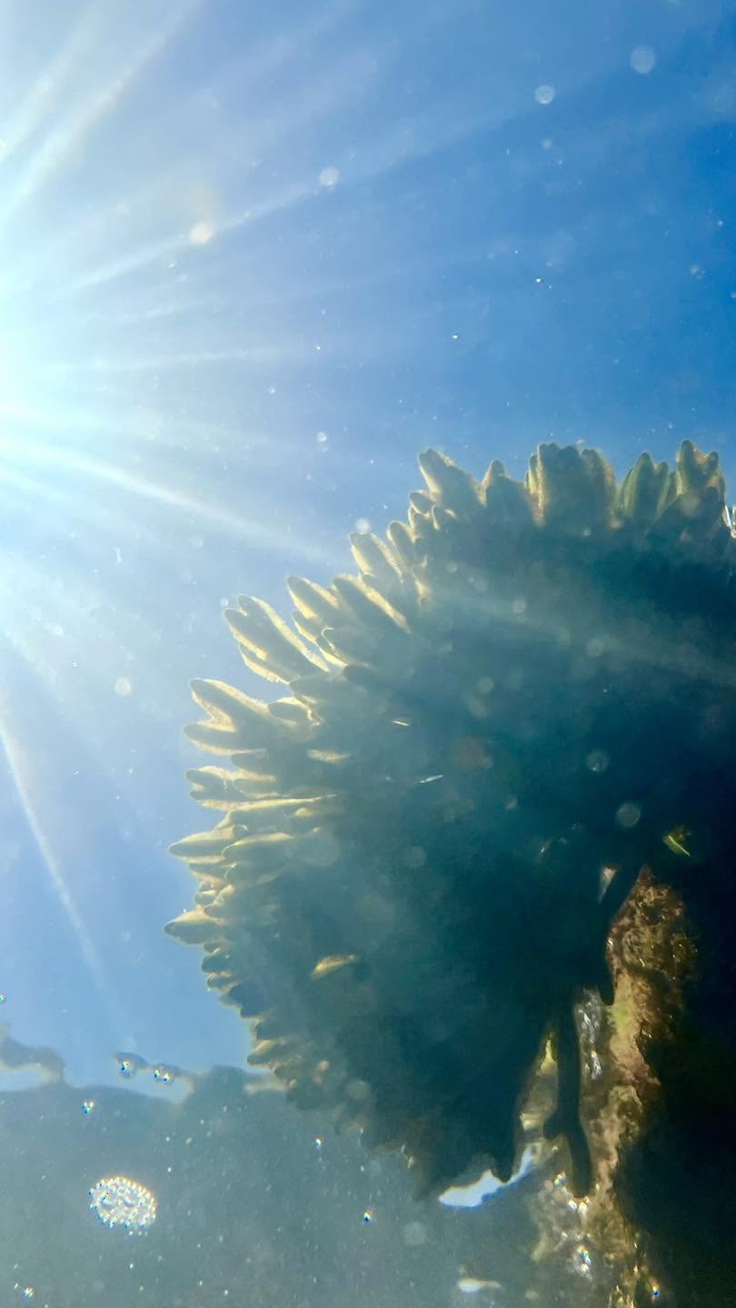 Il velluto venuto dal mare:  l'alga Codium subtomentosum